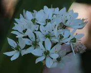 Allium 140523.webp