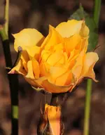 Minirose 140523.webp