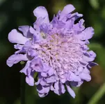 Scabiose 140523.webp