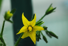 erste Tomatenblüte_gelb_makro_640.webp