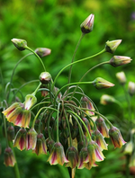 sicilum ssp bulgaricum_makro_grün_pink2_500.webp