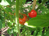Tomate.webp