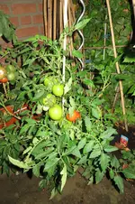 IMG_0778.webp