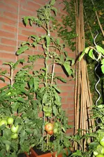 IMG_0782.webp