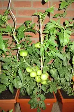 IMG_0783.webp