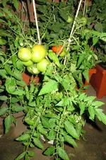 IMG_0784.webp