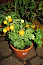 IMG_0785.webp