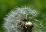 DSC_1880_halbe_Pusteblume.jpg