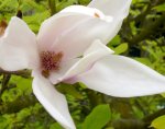 CIMG1137_Magnolie.jpg