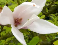 CIMG1137_Magnolie.webp