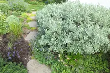 schweizer weide -.webp