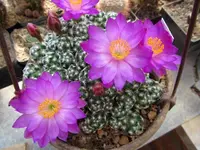 IMG_2985 - Kopie.webp