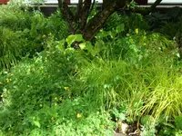 SAM_4095.webp
