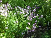 SAM_4114.webp