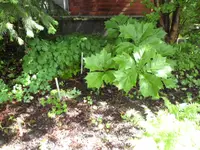 SAM_4116.webp