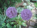 Alium (2).JPG