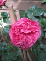 Rose Baronesse (2).webp