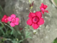 Steinnelke.webp