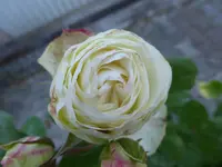 P1090463.webp