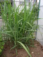 DSCF6520.webp