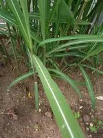 DSCF6521.webp