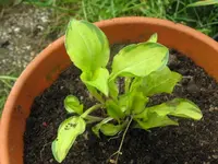 green with envy_1024x768.webp