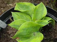 radiant edger_1024x768.webp