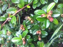 Foto 1(3).webp