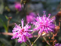 DSCN0782.webp
