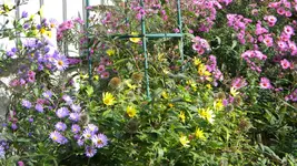 DSCN5735.webp