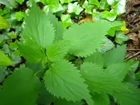 DSCN8154.webp