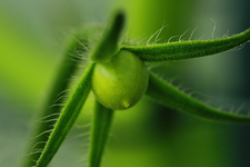 erste Tomate_grün_makro_600.webp