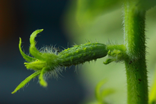 erstes Gürkchen_grün_makro1_600.webp