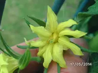 Paragon Blüte.webp