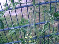 Besser Heirloom.webp
