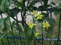 Besser Heirloom Blütenstand.webp