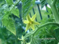 Ruthje Blüte.webp
