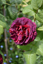 DSC_1491.webp