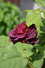 DSC_1492.webp