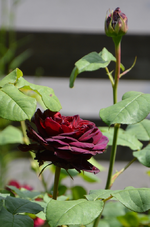 DSC_1493.webp