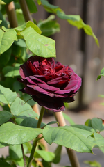 DSC_1494.webp