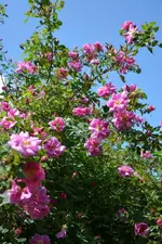 DSC_1495.webp