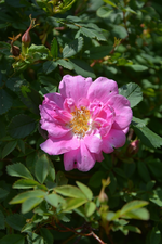 DSC_1496.webp