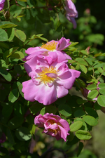 DSC_1500.webp