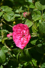 DSC_1501.webp