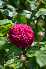 DSC_1502.webp