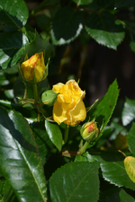 DSC_1503.webp