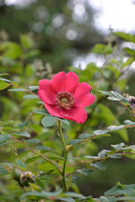 DSC_1514.webp