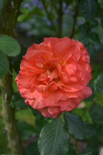 DSC_1521.webp