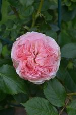 DSC_1522.webp
